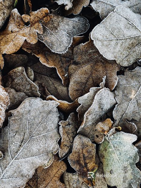 leaves texture