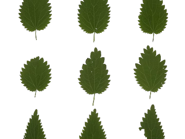 leaves texture (ID:ffaeg11853)