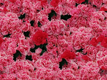 Flowers texture (ID:ffaeg50705)