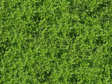 Turf ground texture (ID:ffaaf1036)