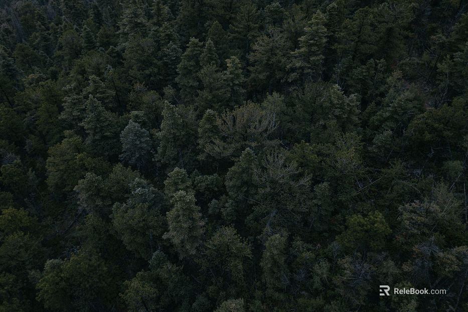 Plants texture