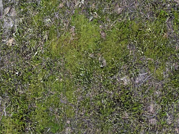 moss texture (ID:ffajg06833)