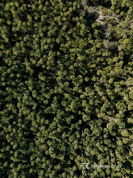 Wild Scenery texture