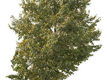 Trees Autumn Trees Big Trees Small Trees Commercial Trees Roadside Trees Community Greening texture (ID:ffach066143)