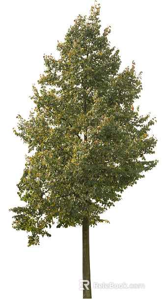 Trees Autumn Trees Big Trees Small Trees Commercial Trees Roadside Trees Community Greening texture