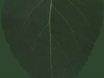dark green veined leaf with natural decoration texture (ID:ffaeh400574)