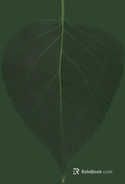 dark green veined leaf with natural decoration texture