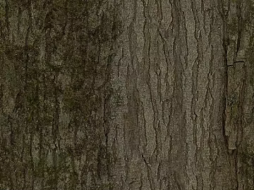 bark texture (ID:ffach226016)