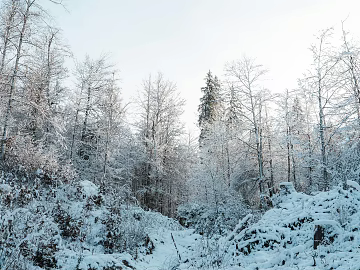 Nature Forest Snow texture (ID:ffagh978717)