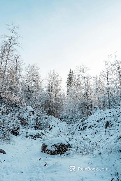 Nature Forest Snow texture