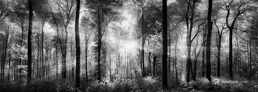 Wild Scenery texture