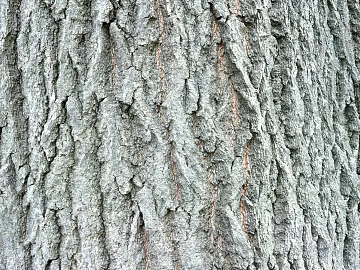 bark texture (ID:ffaeg47784)