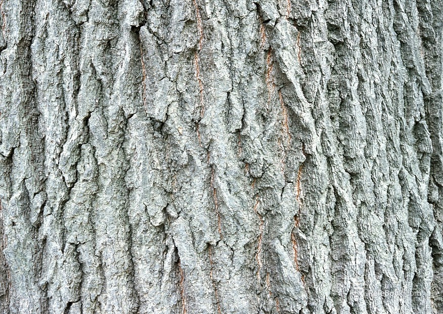 bark texture