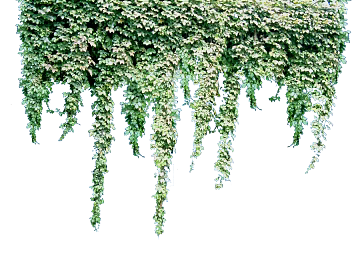 Plants texture (ID:ffadf2820)