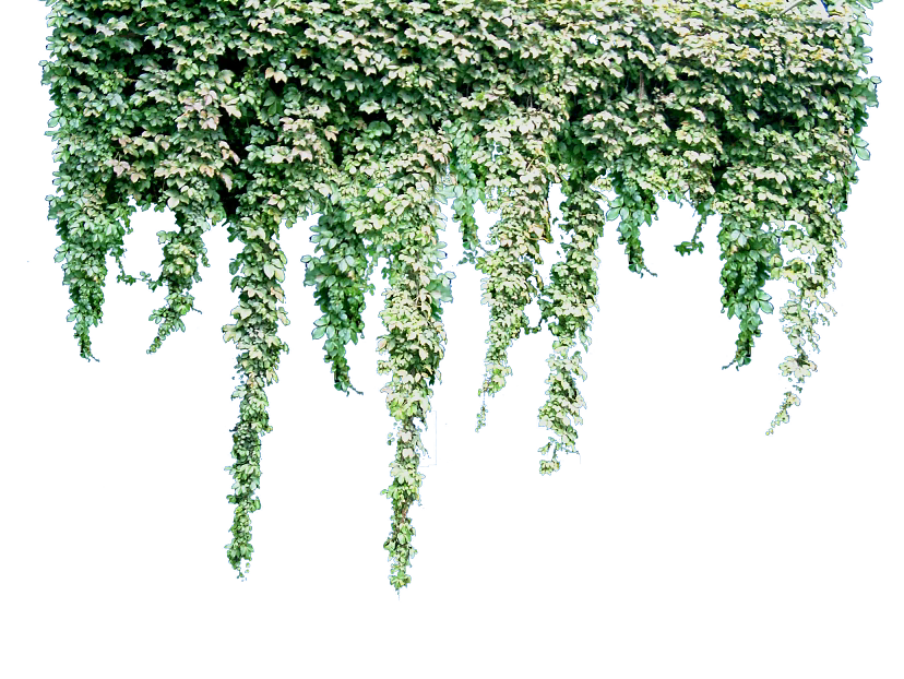 Plants texture