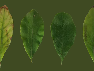 leaves texture (ID:ffacg54022)