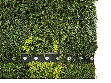 Plant wall texture (ID:ffajg61786)