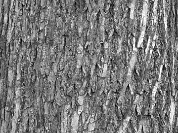 bark texture (ID:ffaeg41049)