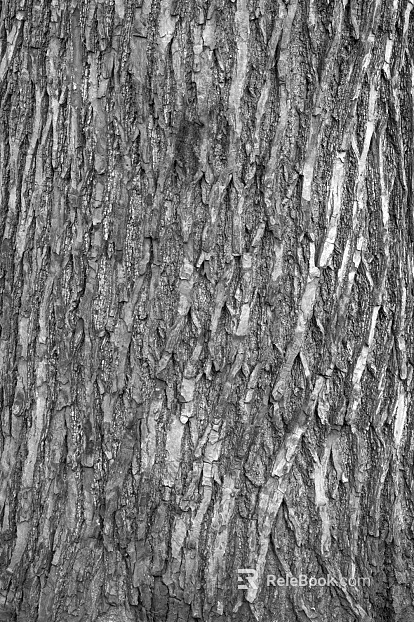bark texture