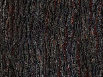 bark texture (ID:ffach603750)