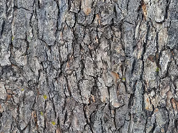 bark texture (ID:ffach446861)