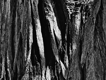 bark texture (ID:ffagg47073)