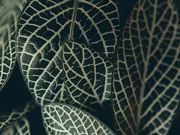 leaves texture (ID:ffagg33355)