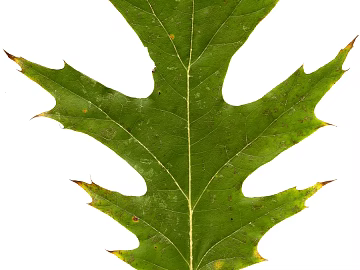 leaves texture (ID:ffagg74192)