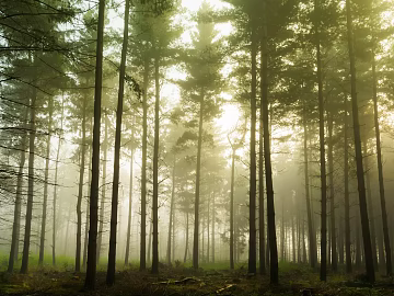 Morning fog forest wild natural scene texture (ID:ffaeh851189)
