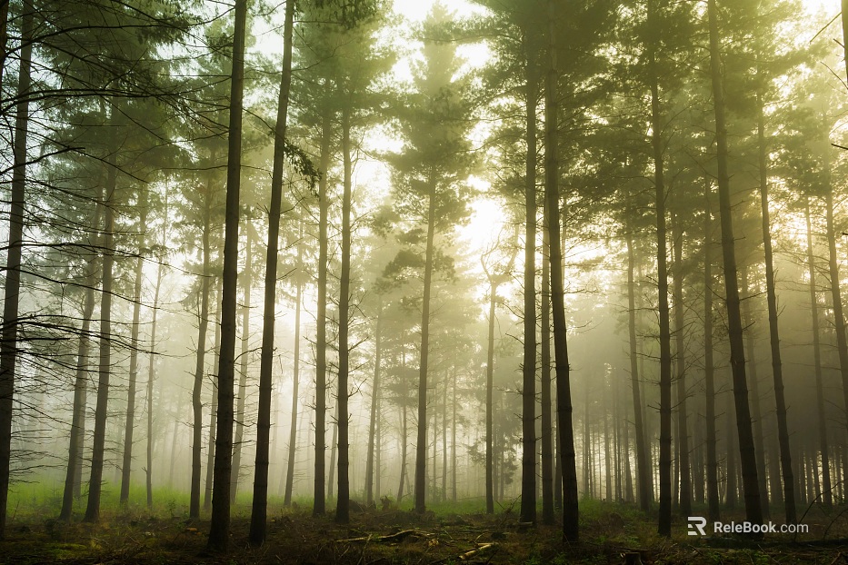 Morning fog forest wild natural scene texture