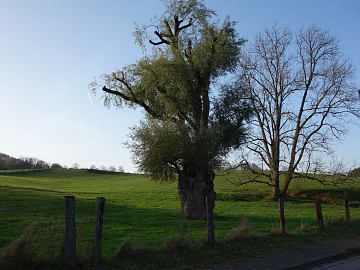 Wild Scenery texture (ID:ffaeg20203)