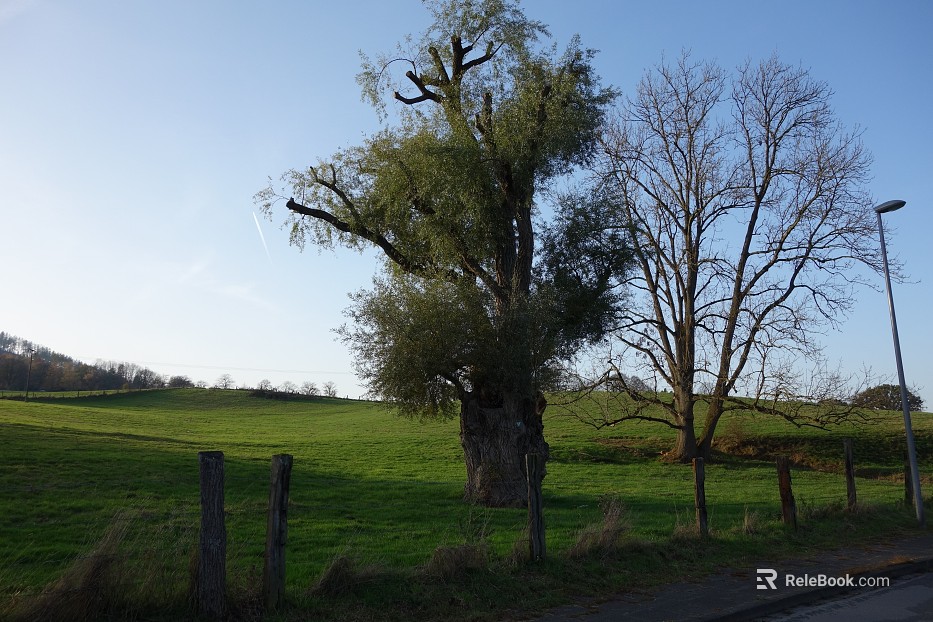 Wild Scenery texture