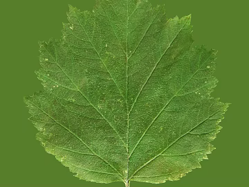 leaves texture (ID:ffaff4330)