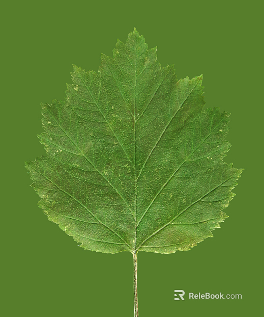 leaves texture
