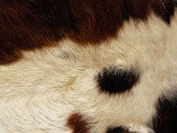 Animal Blanket texture (ID:ffajg31002)