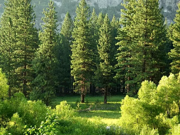 Green coniferous forest wild natural scene texture (ID:ffaeh319432)
