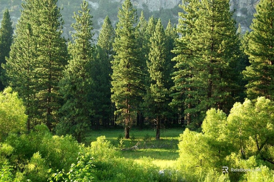 Green coniferous forest wild natural scene texture