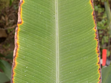leaves texture (ID:ffagg14663)