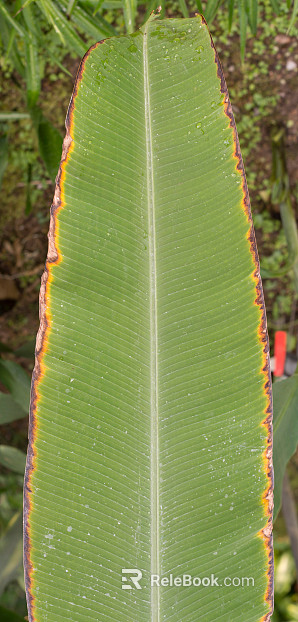 leaves texture