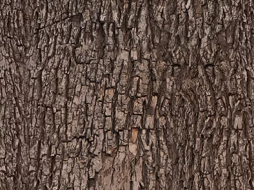 bark trunk texture (ID:ffajg72311)
