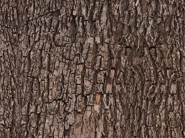 bark trunk texture (ID:ffajg72311)