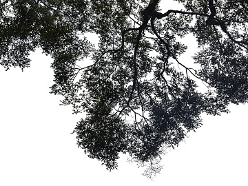 black and white tree shadow texture (ID:ffacg40102)