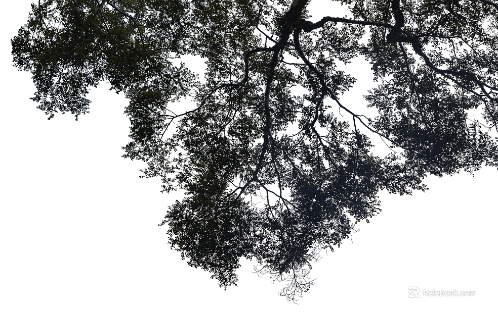 black and white tree shadow texture