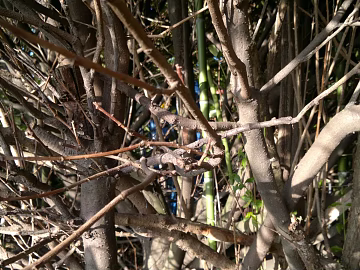 Branch texture (ID:ffabg35581)