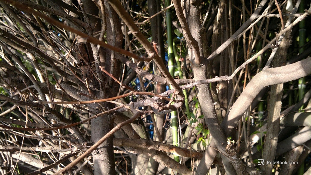 Branch texture