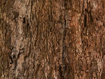 bark texture (ID:ffajg49951)