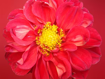 Flowers texture (ID:ffacg61005)