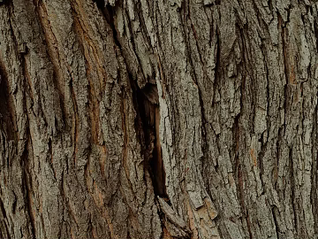 bark texture (ID:ffaeg27647)