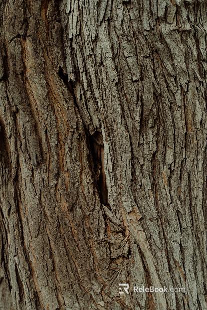 bark texture