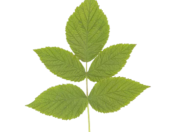 leaves texture (ID:ffaff6512)